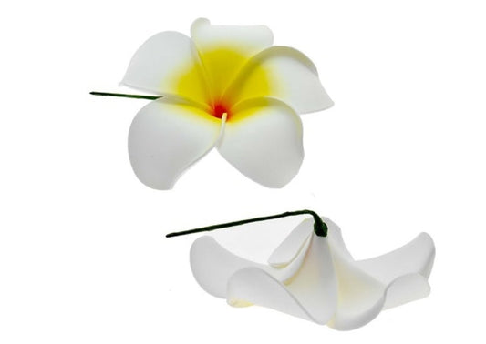 WHITE AND YELLOW PLUMERIA FLOWERS